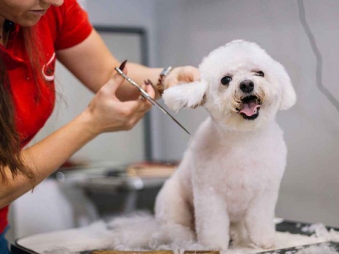 Curso de PELUQUERIA CANINA PROFESIONAL