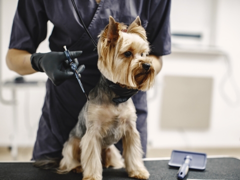Curso de PELUQUERIA CANINA PROFESIONAL